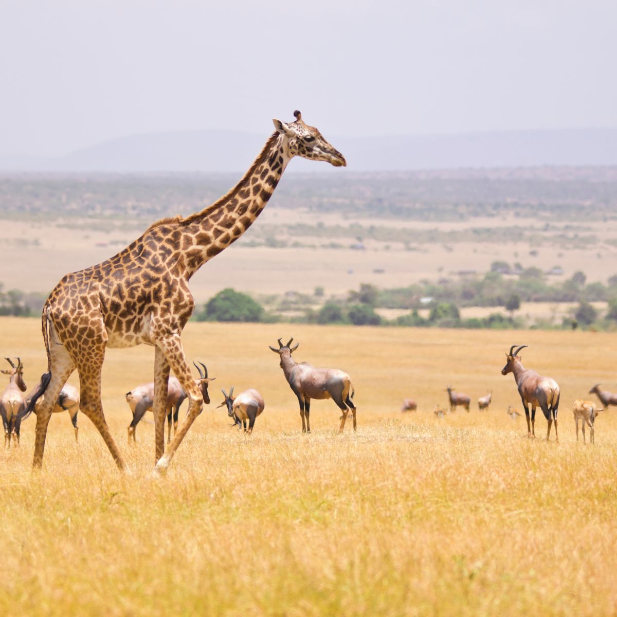 Kenya